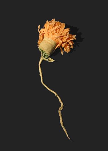 Paper flower used in the shooting of the film Neighbours/Voisins, made by Norman McLaren in 1952.
