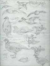 Preliminary sketch for the animated film project La Perdriole, an unfinished film.