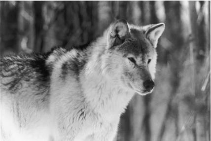 ~~~~~~~~THE PACK~~~~~~~~~~~ 14193_04